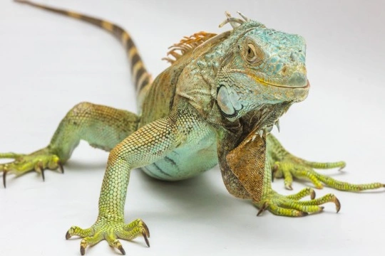 5 Curiosidades sobre la iguana verde