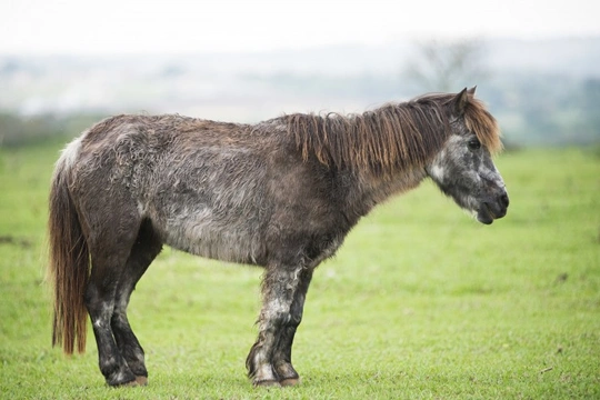 Cushing’s and Equine Metabolic Syndrome