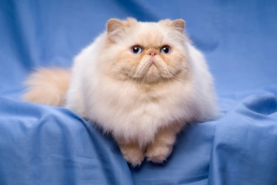 Persian cat hot sale variety