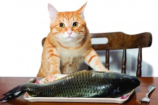Ryby na kočičím talíři