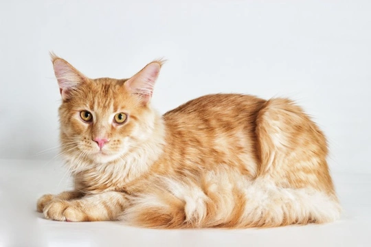 Cat Breeds Which Are More Likely to Suffer From Hypertrophic Cardiomyopathy (HCM)