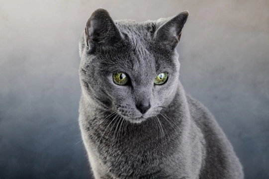 Russian blue hot sale shorthair cat