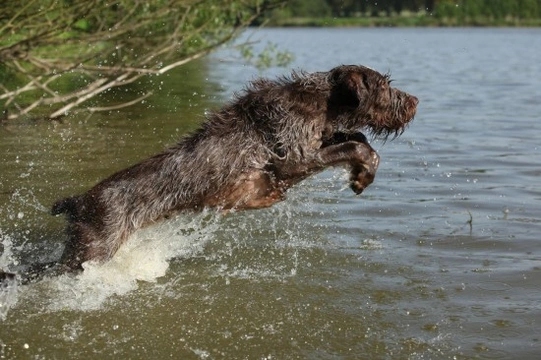 A detailed description of the Italian Spinone
