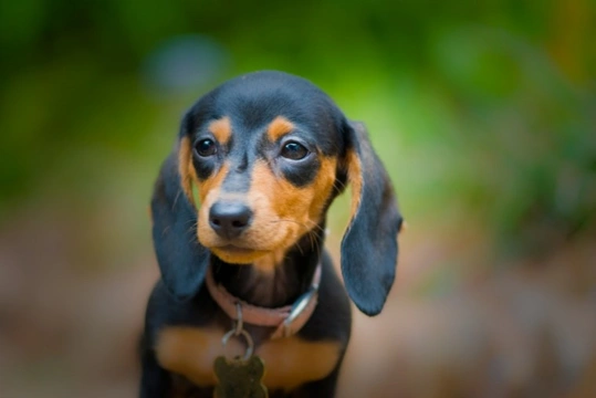 Ten things you need to know about the miniature Dachshund before you buy one