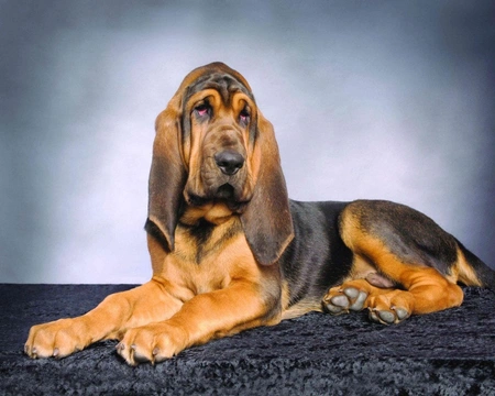 Bladhaund Bloodhound