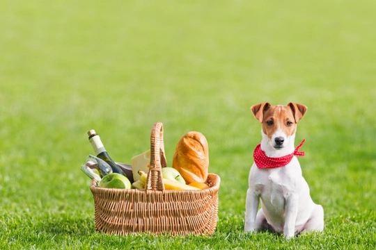 Ten picnic and barbecue foods your dog should not eat