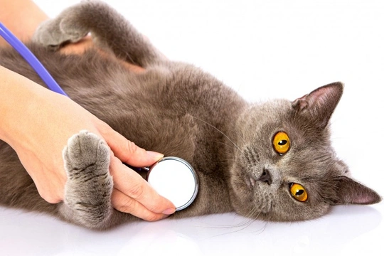 What to look for when choosing a vet for your cat