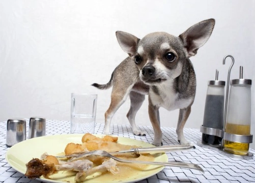 What Foods Are Poisonous to Dogs?