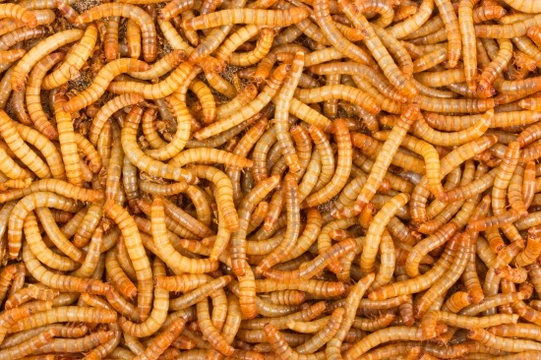 Mealworms - How to Keep  and Breed Them for Your Chickens