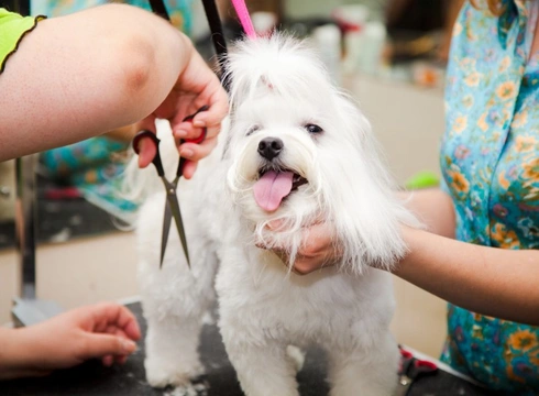 Grooming and coat care for the Maltese