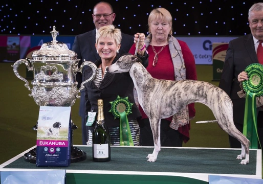 All about the whippet – Best in Show 2018 at Crufts