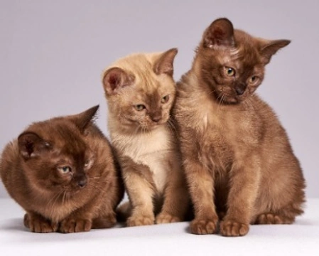 Colori del mantello dei gatti: definizioni e aspetto