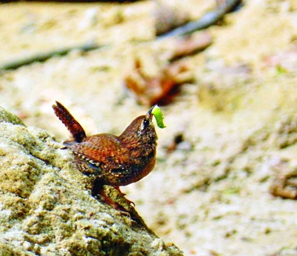 Střízlík obecný Troglodytes troglodytes (Linnaeus, 1758)