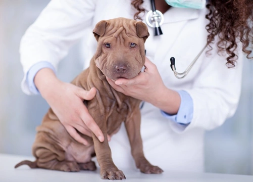Dogs and Superbugs