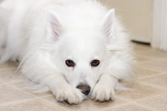 American eskimo hot sale service dog