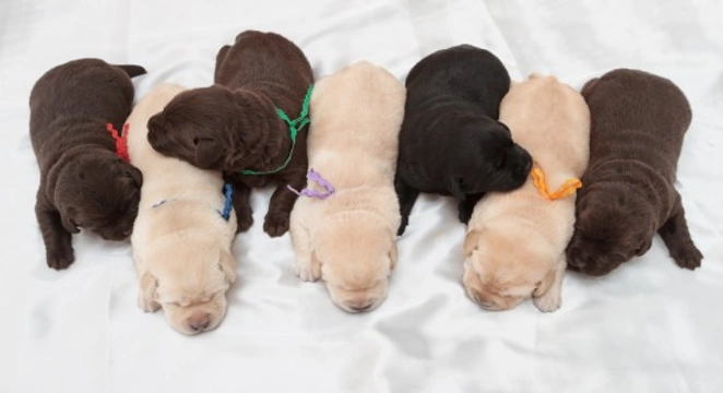 Predicting the colour of Labrador retriever puppies