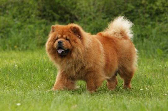 Chow Chow hereditary health and genetic diversity