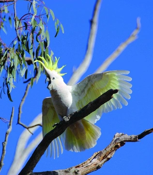 Ptáci Austrálie III