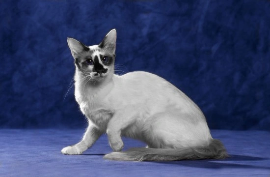 The Differences Between a Balinese and a Siamese Cat