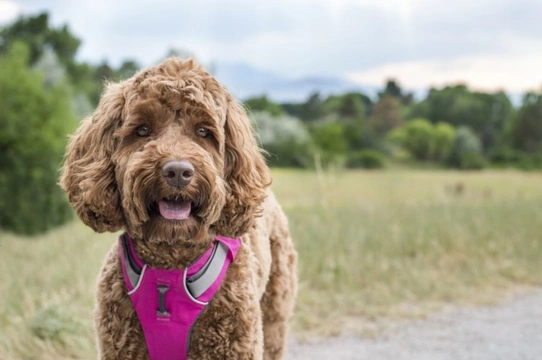 Five ways to make your dog’s hayfever or seasonal allergy less irritating