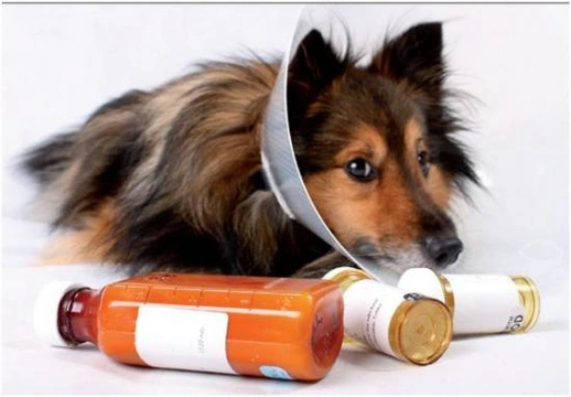 Automedicación de mascotas