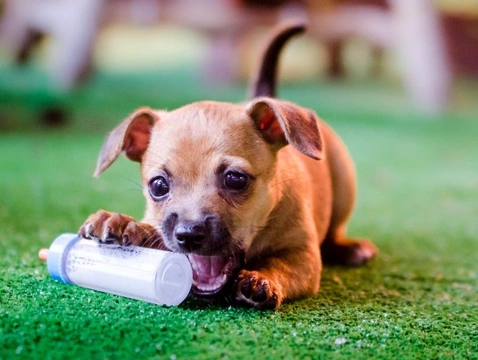 Survival Tips For When Puppy is Teething