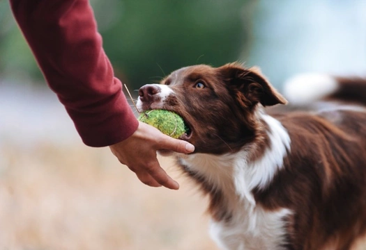 How to motivate a Border collie during training