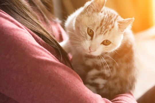 Should pregnant women with cats be wary of toxoplasmosis?