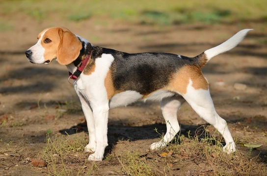 The store hound dog