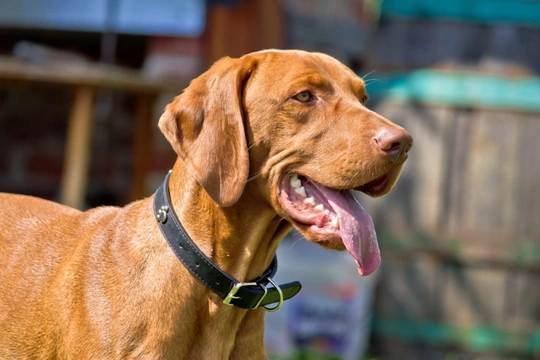 Five of the easiest dog breeds to train