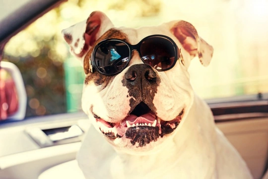Six tips for protecting your dog from the sun