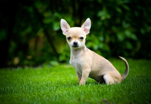Ten things you need to know about Chihuahuas before you buy one