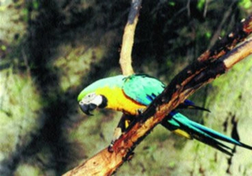 Papoušci rodu ARA