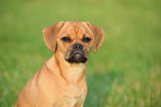 Puggle store in not