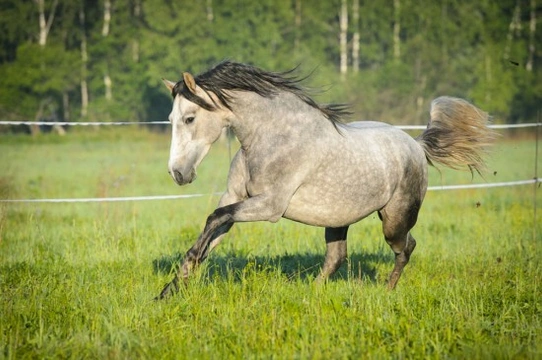Managing a bolting horse or pony