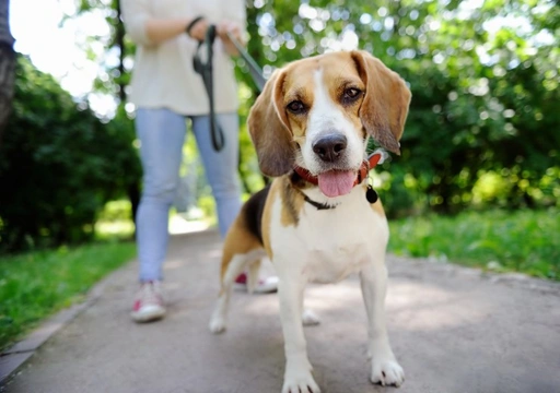 New health testing scheme introduced for Lafora’s disease in Beagles