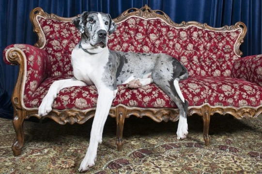 Feeding great dane sales puppy