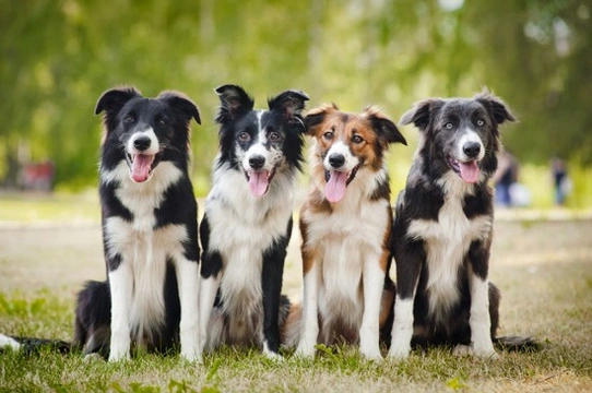 Keeping Collies Happy & Healthy
