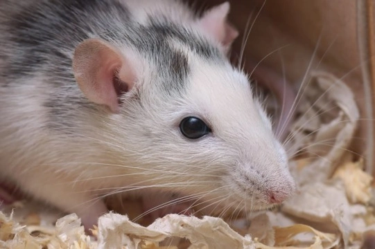 How to Find/Buy Healthy Pet Rats