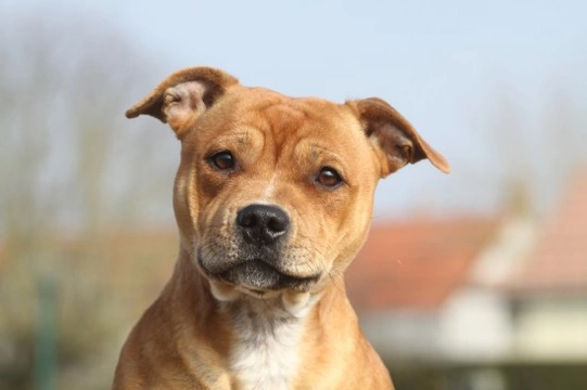 A Positive Account of the Staffordshire Bull Terrier