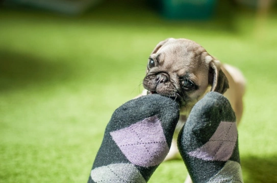 Dog shop steals shoes