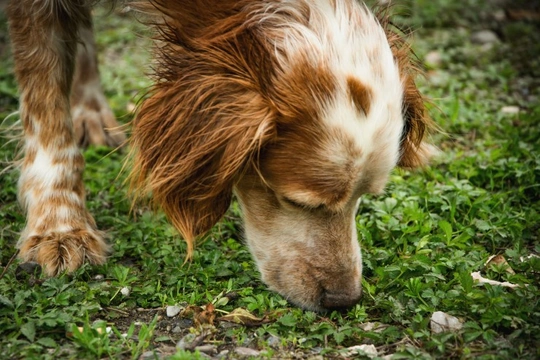 Sniffer dogs – what makes them so special?