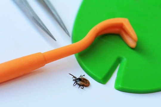 Five incorrect ways of removing a tick