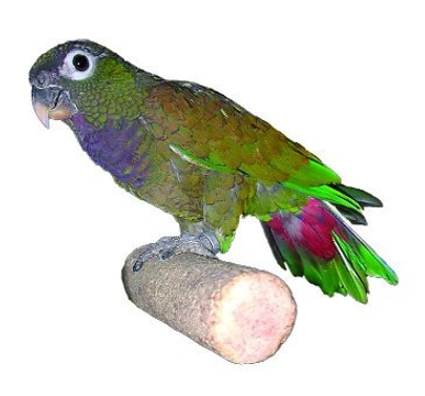Papoušci rodu Pionus – amazónci