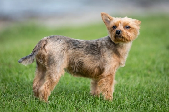 Health Issues Commonly Seen in Yorkshire Terriers