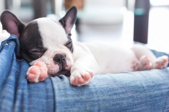 How to make sure that your puppy gets enough sleep