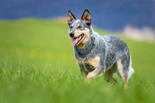 Heeler or Australian cattle dog traits and temperament