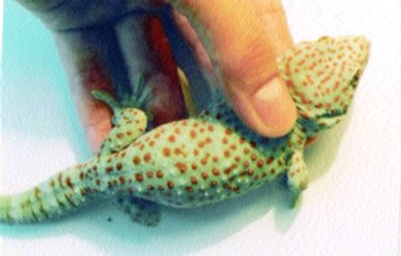 Gekon obrovský (Gekko gecko)