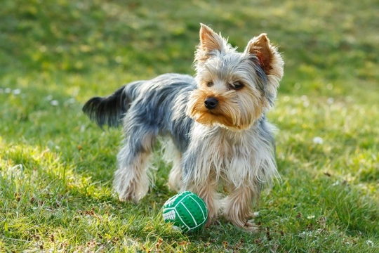 Active small breed store dogs