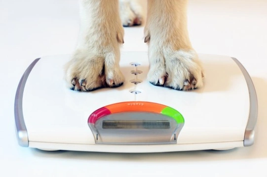 Tips to Help Underweight Dogs Gain Weight